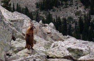 Maybe a marmot? It would be fun living in the mountains.